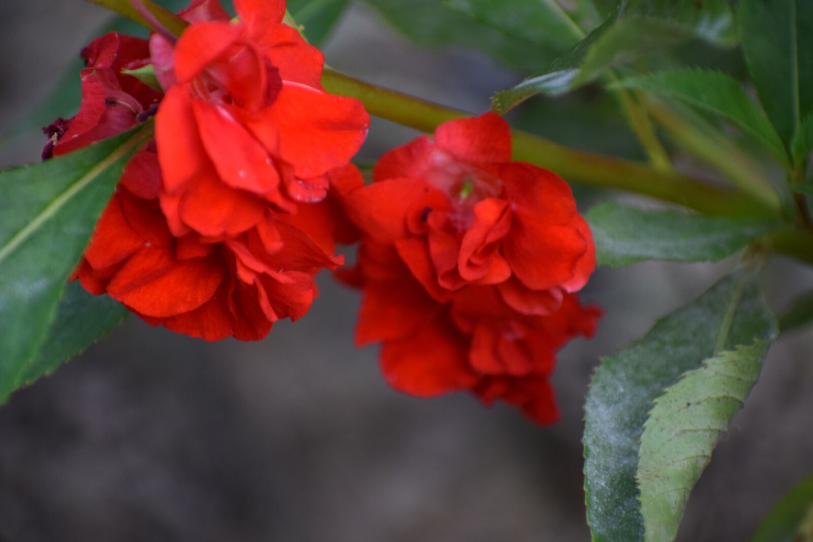 Nikon D3300 sample photo. Flowers, red, nature photography