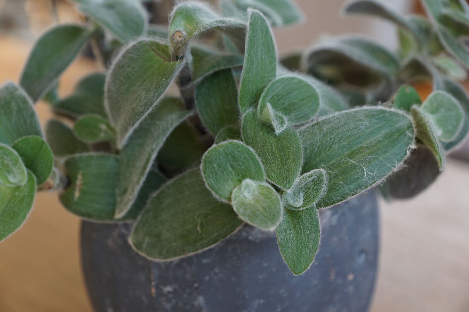 Sony DT 16-50mm F2.8 SSM sample photo. Tradescantia, plant, green photography