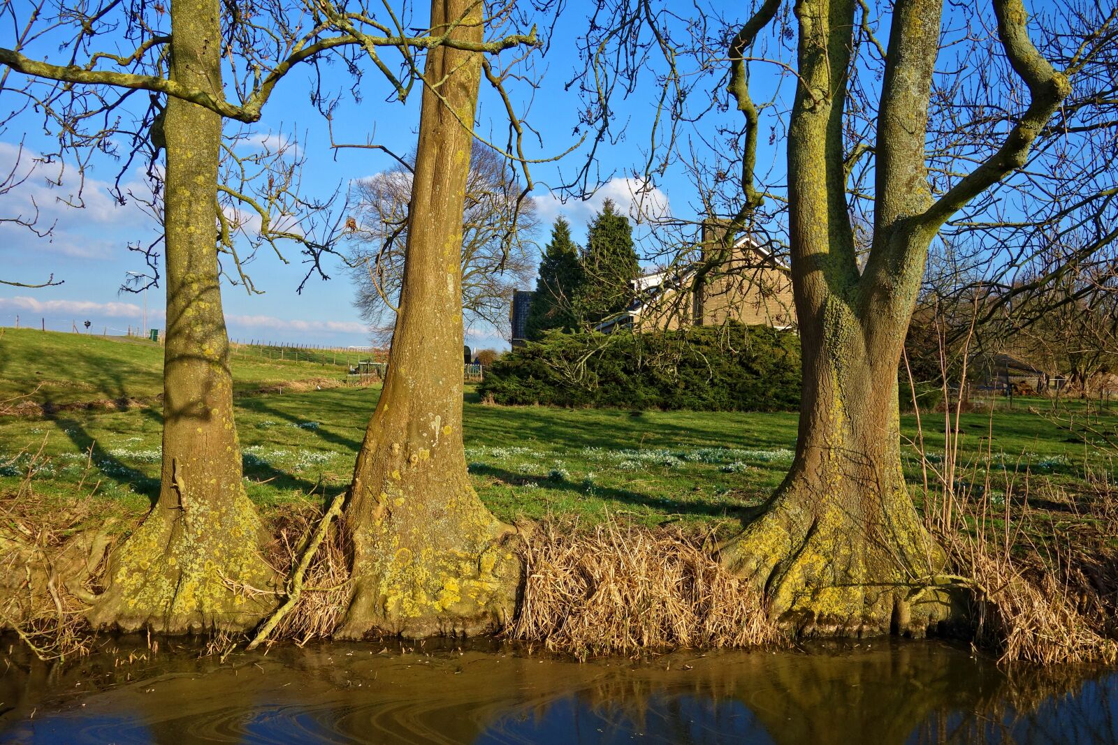 Sony Cyber-shot DSC-RX100 sample photo. Creek, water, tree photography