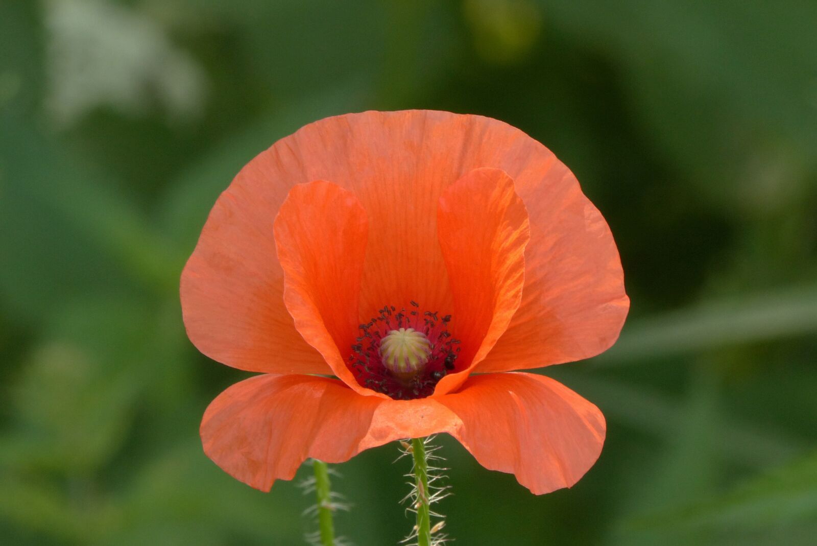 Panasonic Lumix DMC-FZ200 sample photo. Poppy field, flower, flora photography