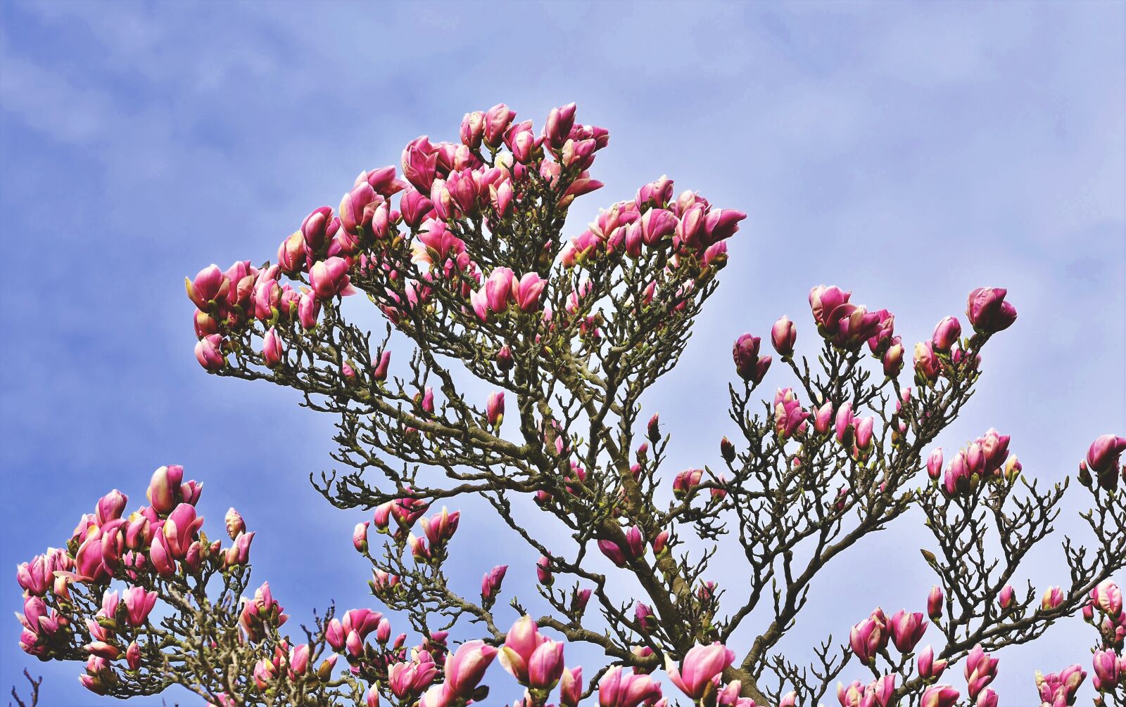 Nikon D7200 sample photo. Magnolia, magnolia tree, flowers photography