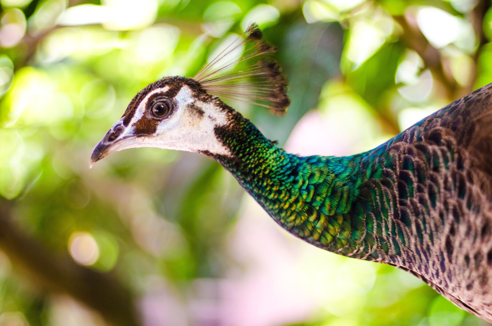 Nikon D7000 sample photo. Peacock female, colorful feather photography