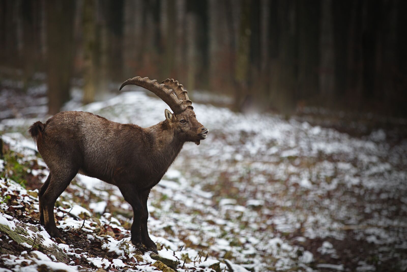 Canon EOS 6D sample photo. Winter, forest, capricorn photography