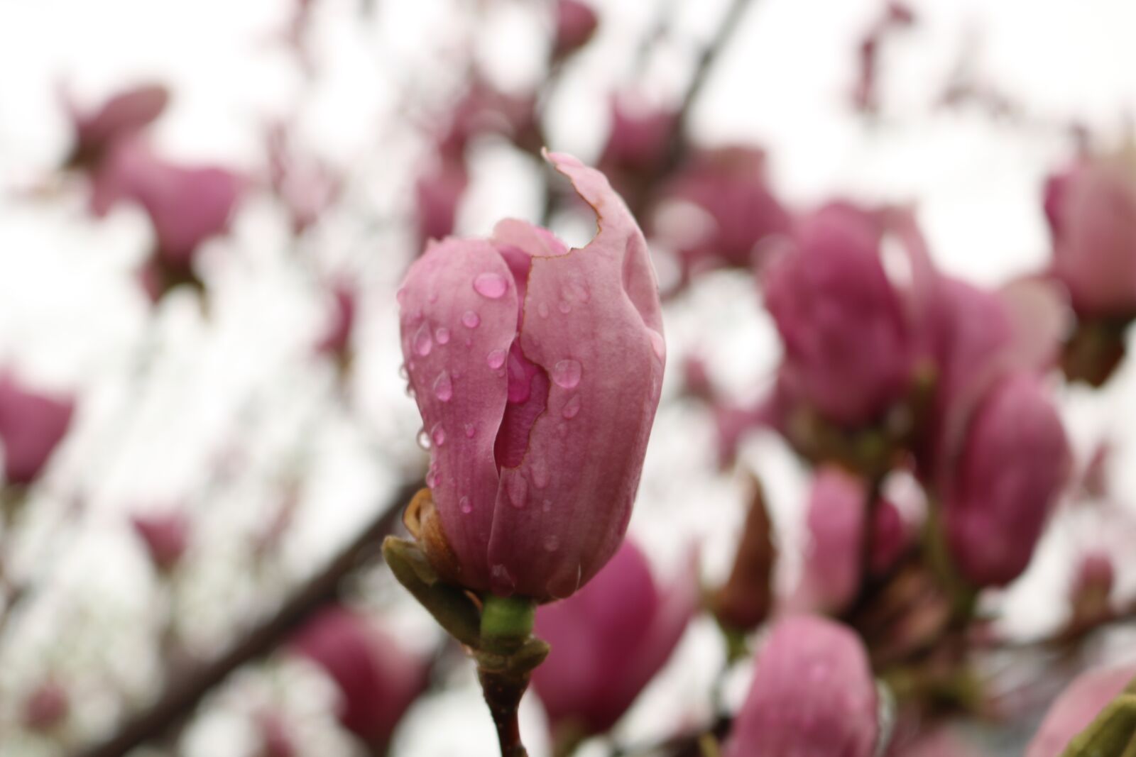 Canon EOS 750D (EOS Rebel T6i / EOS Kiss X8i) sample photo. Flower, plant, nature photography