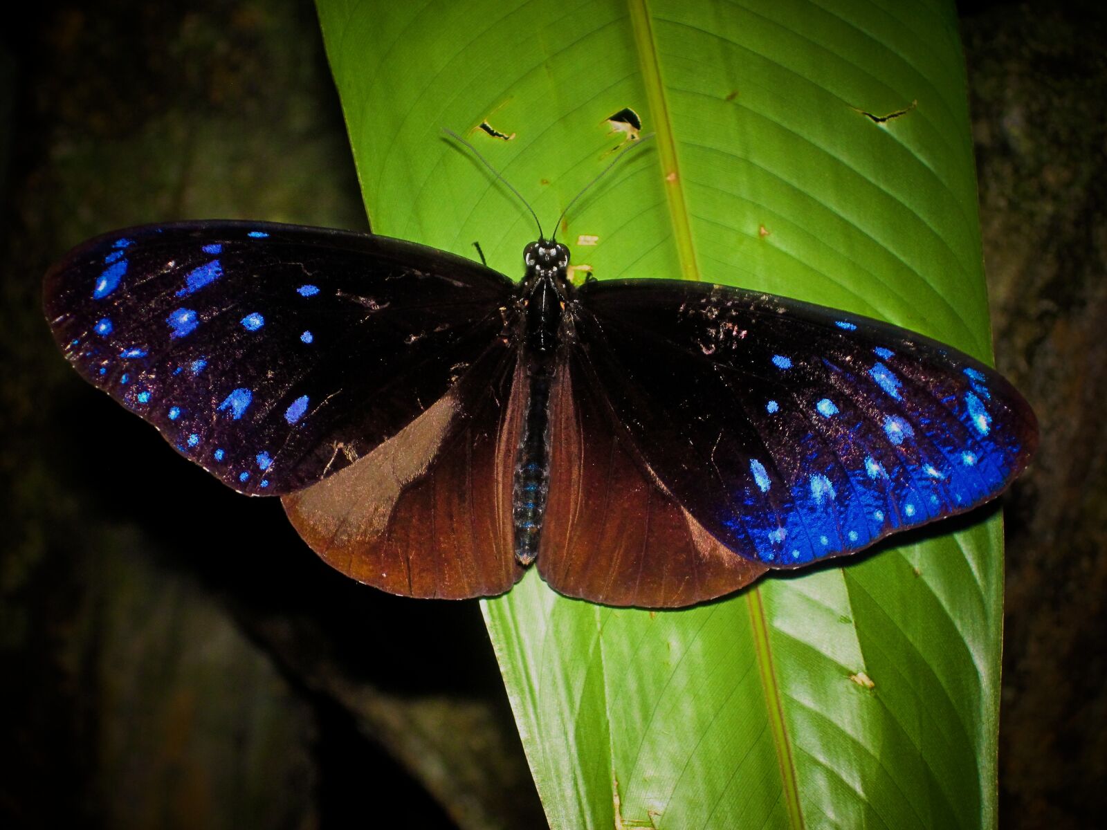 Canon PowerShot D10 sample photo. Blue, butterfly photography