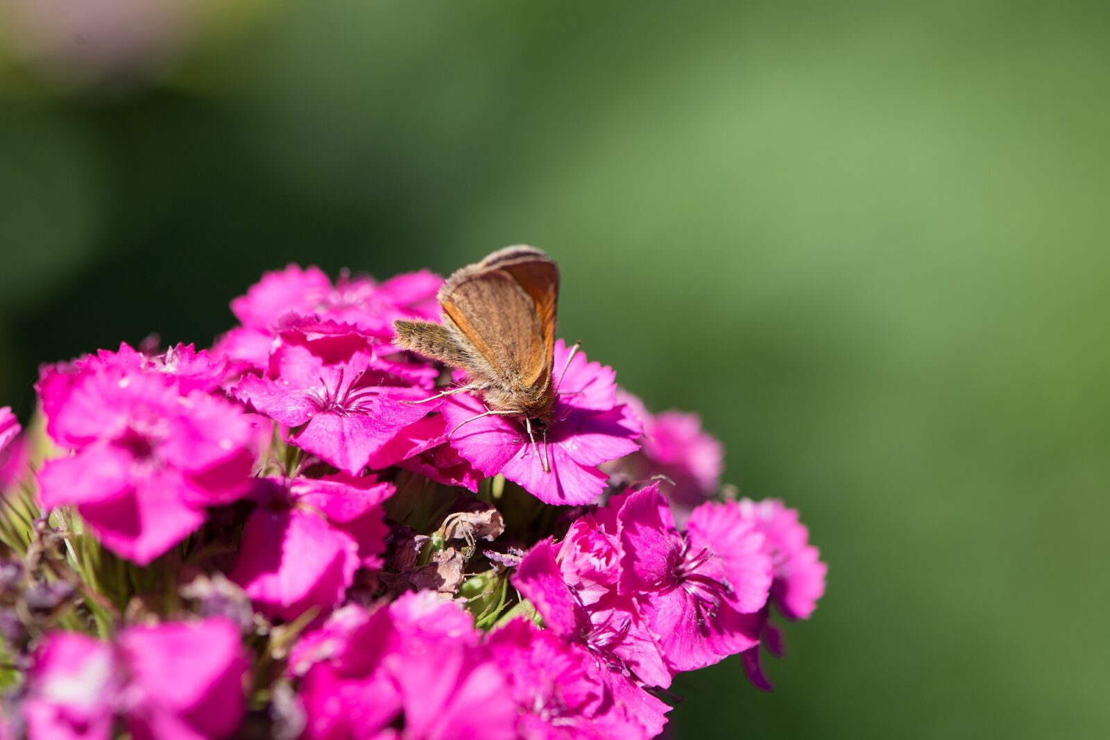 Nikon D7100 sample photo. Flower, phlox, pink photography