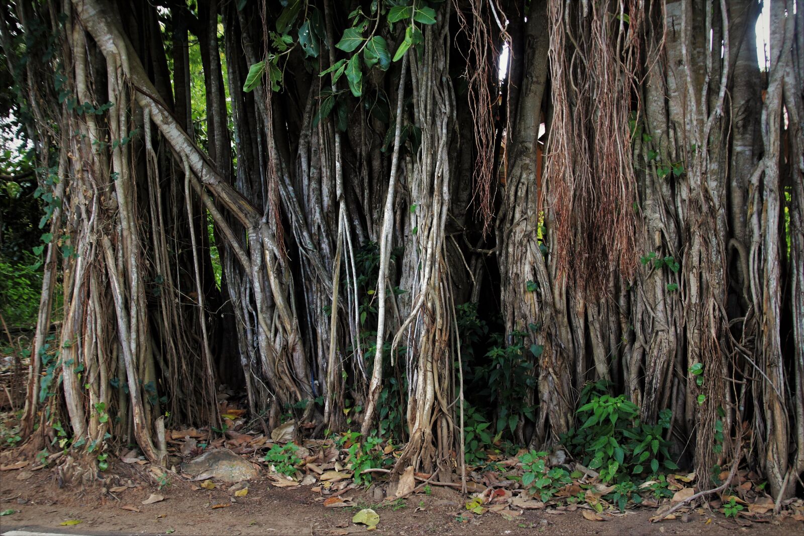 Canon EOS 80D sample photo. Vines, the roots of photography