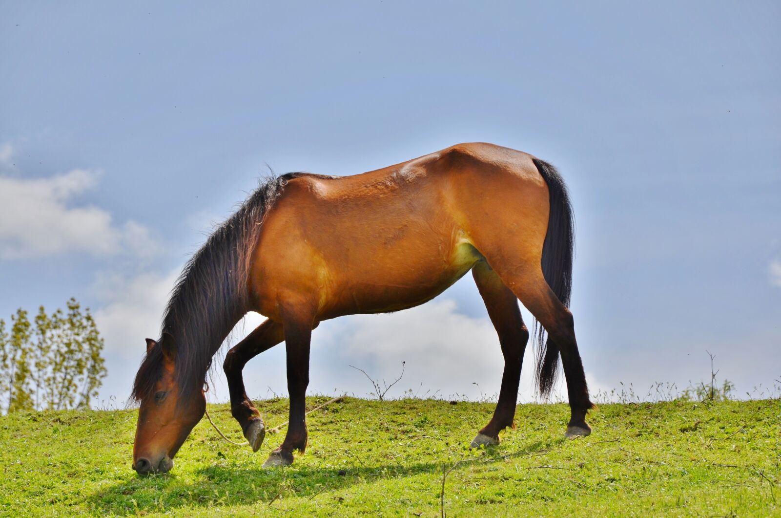 Nikon D7000 sample photo. Horses, animal, mammal photography