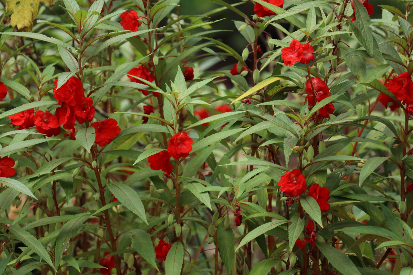 Canon EOS 250D (EOS Rebel SL3 / EOS Kiss X10 / EOS 200D II) sample photo. Flower, kerala, garden photography