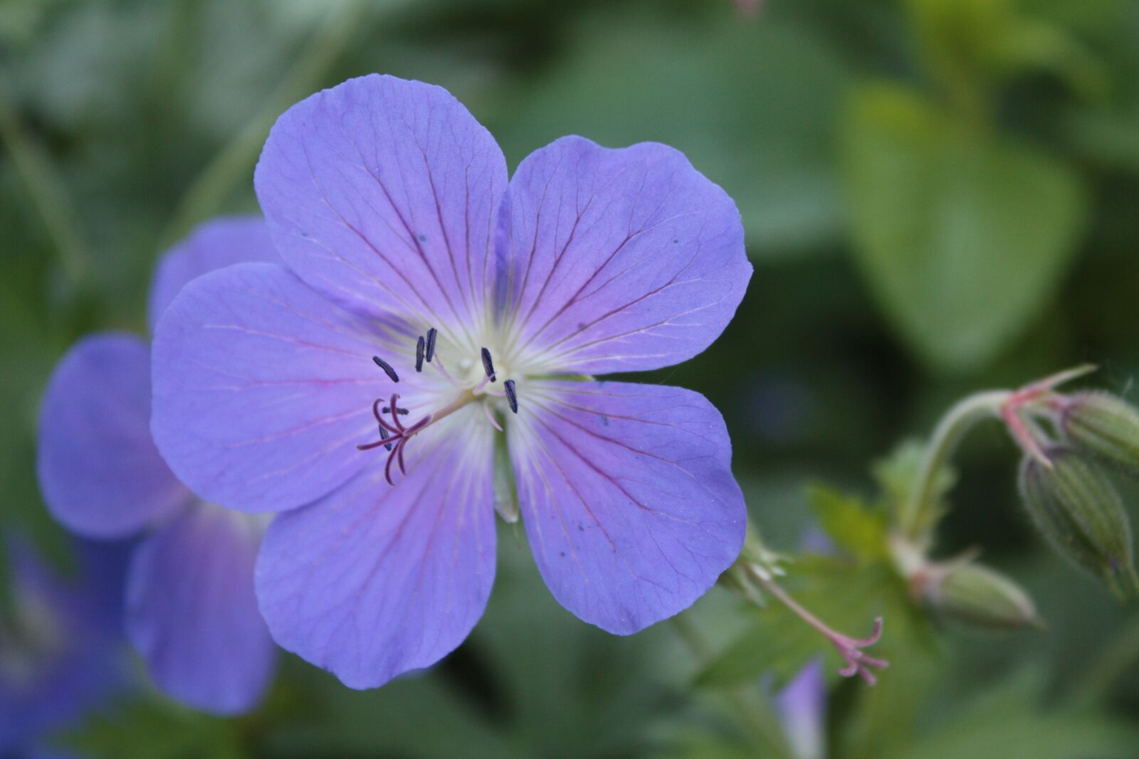Canon EOS 450D (EOS Rebel XSi / EOS Kiss X2) sample photo. Cranesbill, geranium, meadow cranesbill photography
