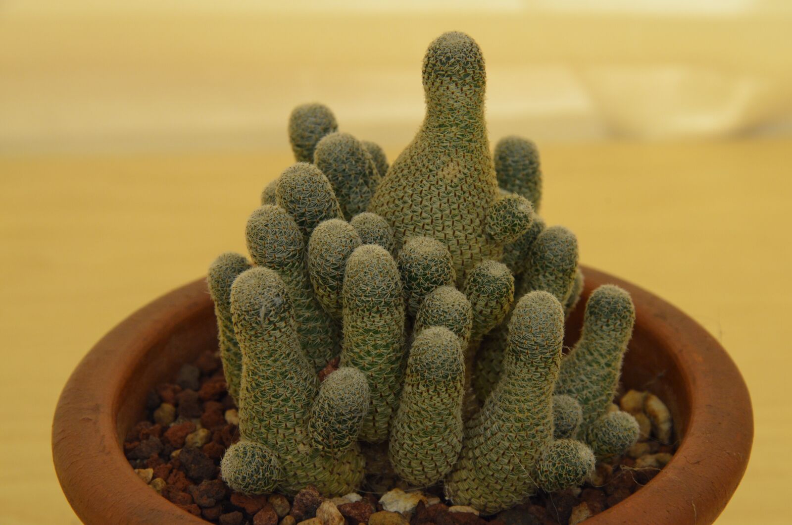 Nikon D5100 sample photo. Echinocereus, caryophyllales, cactaceae photography