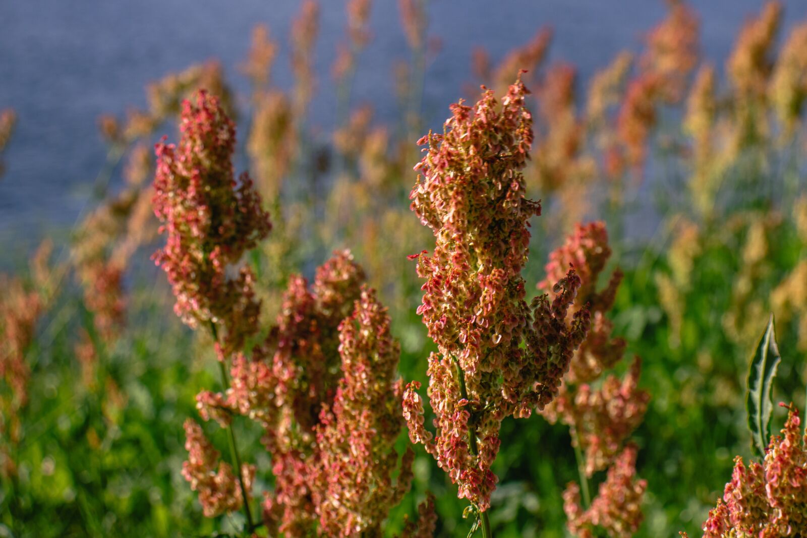 Canon EOS 77D (EOS 9000D / EOS 770D) sample photo. Plant, grass, sorrel photography