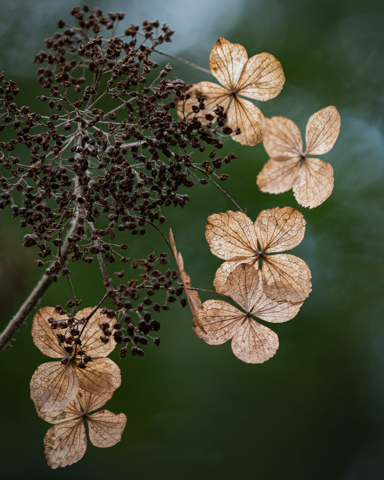 Nikon D810 sample photo. Petals, plant, fading photography