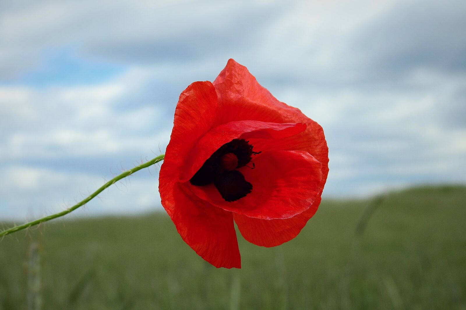 Nikon Coolpix P900 sample photo. Poppy, flower, meadow photography