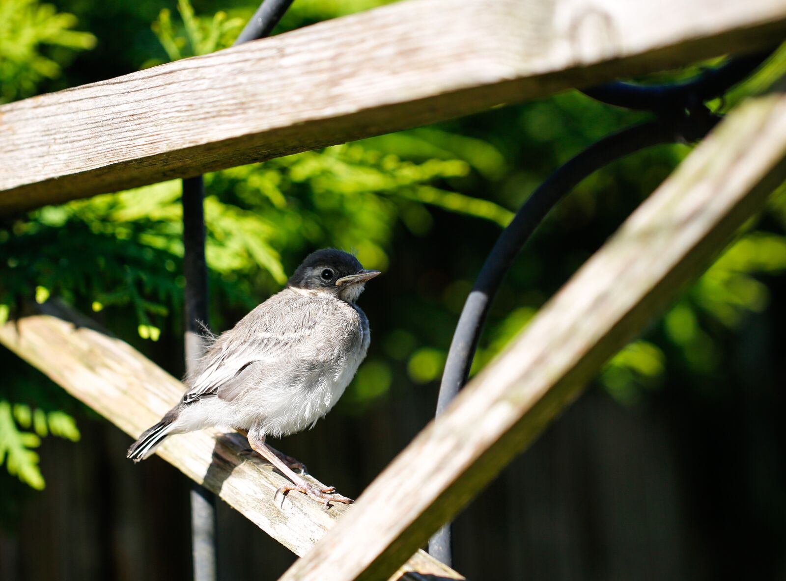 Canon EF 100mm F2.8L Macro IS USM sample photo. White wagtail, young bird photography