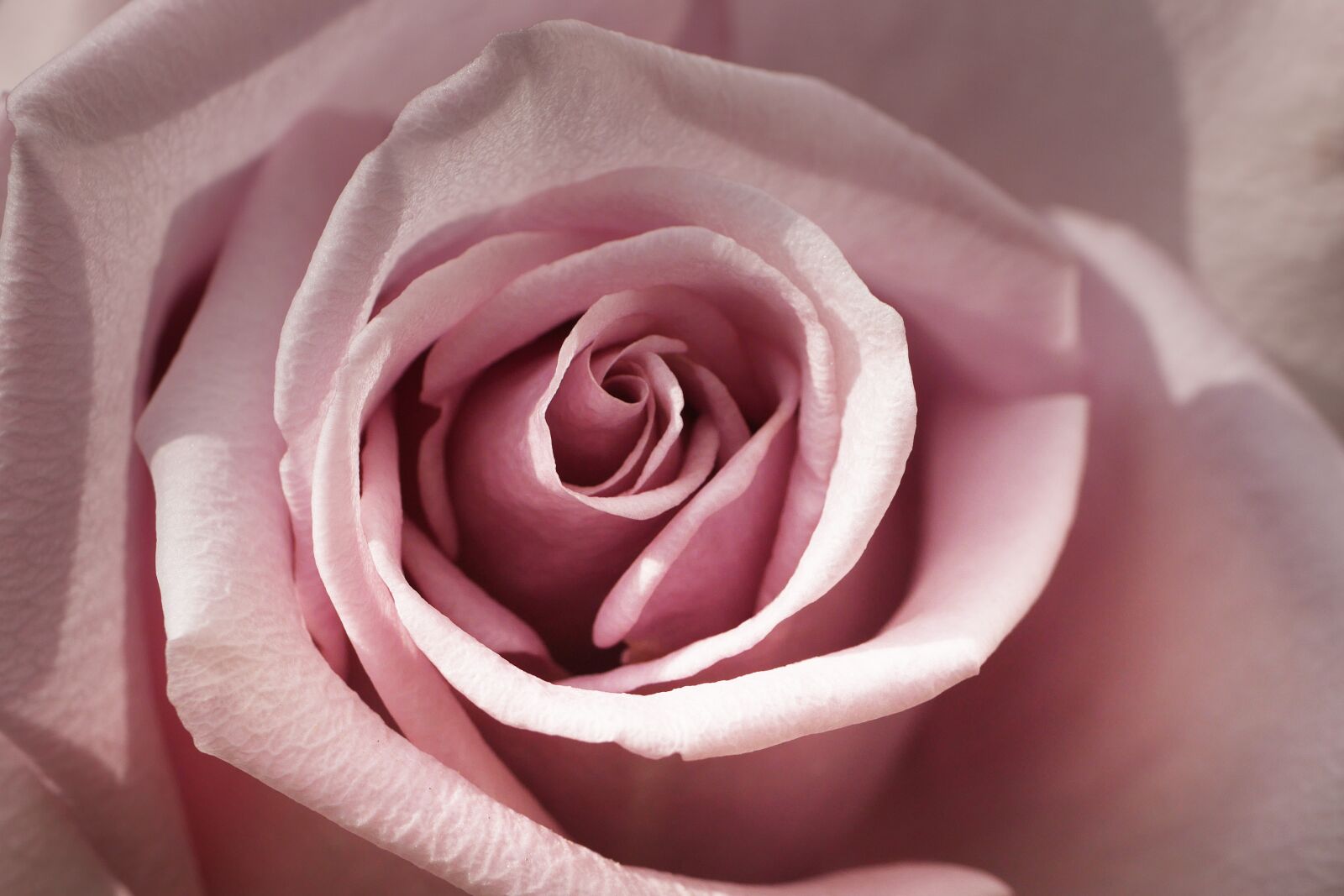 Panasonic Lumix DMC-GX7 sample photo. Rose, lilac, nature photography