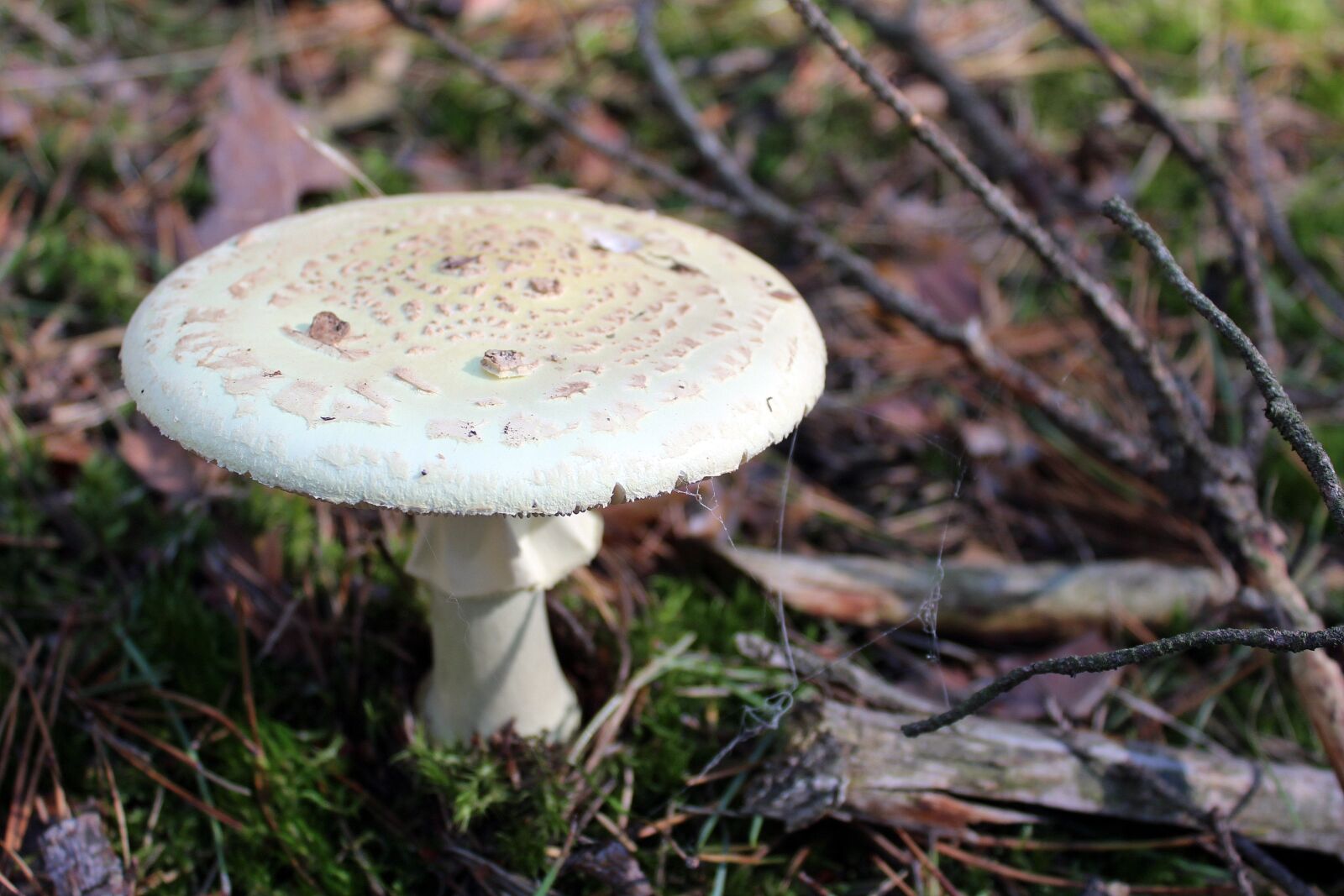 Canon EOS 1200D (EOS Rebel T5 / EOS Kiss X70 / EOS Hi) sample photo. Amanita phalloides, poisonous mushrooms photography