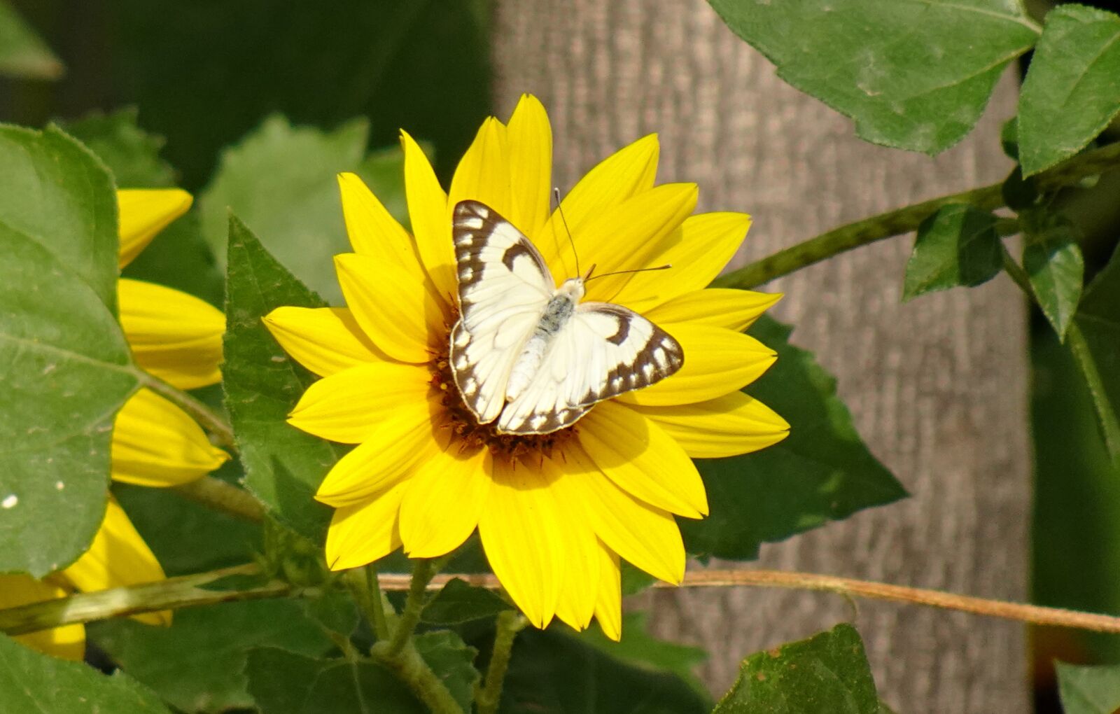 Sony DSC-WX800 sample photo. Butterfly, pioneer white, insect photography