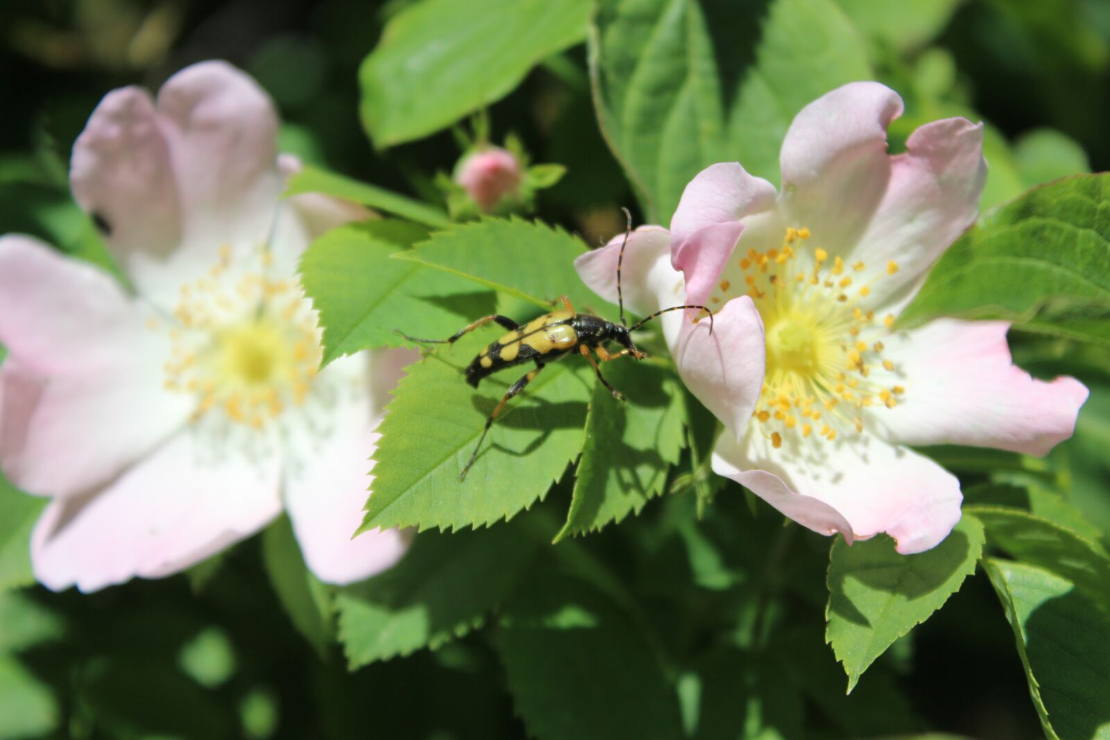 Canon EOS 600D (Rebel EOS T3i / EOS Kiss X5) sample photo. Longhorn beetle, leptura macalata photography