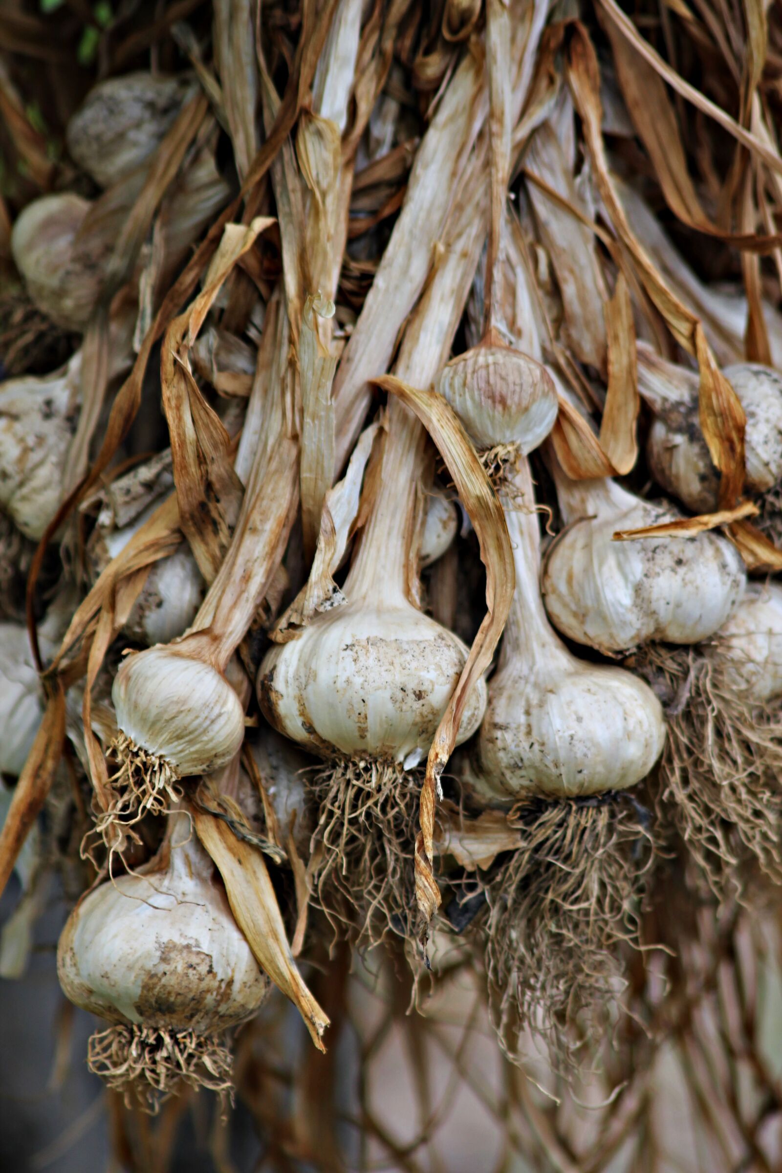 Canon EOS 1100D (EOS Rebel T3 / EOS Kiss X50) sample photo. Garlic, food, gourmet photography