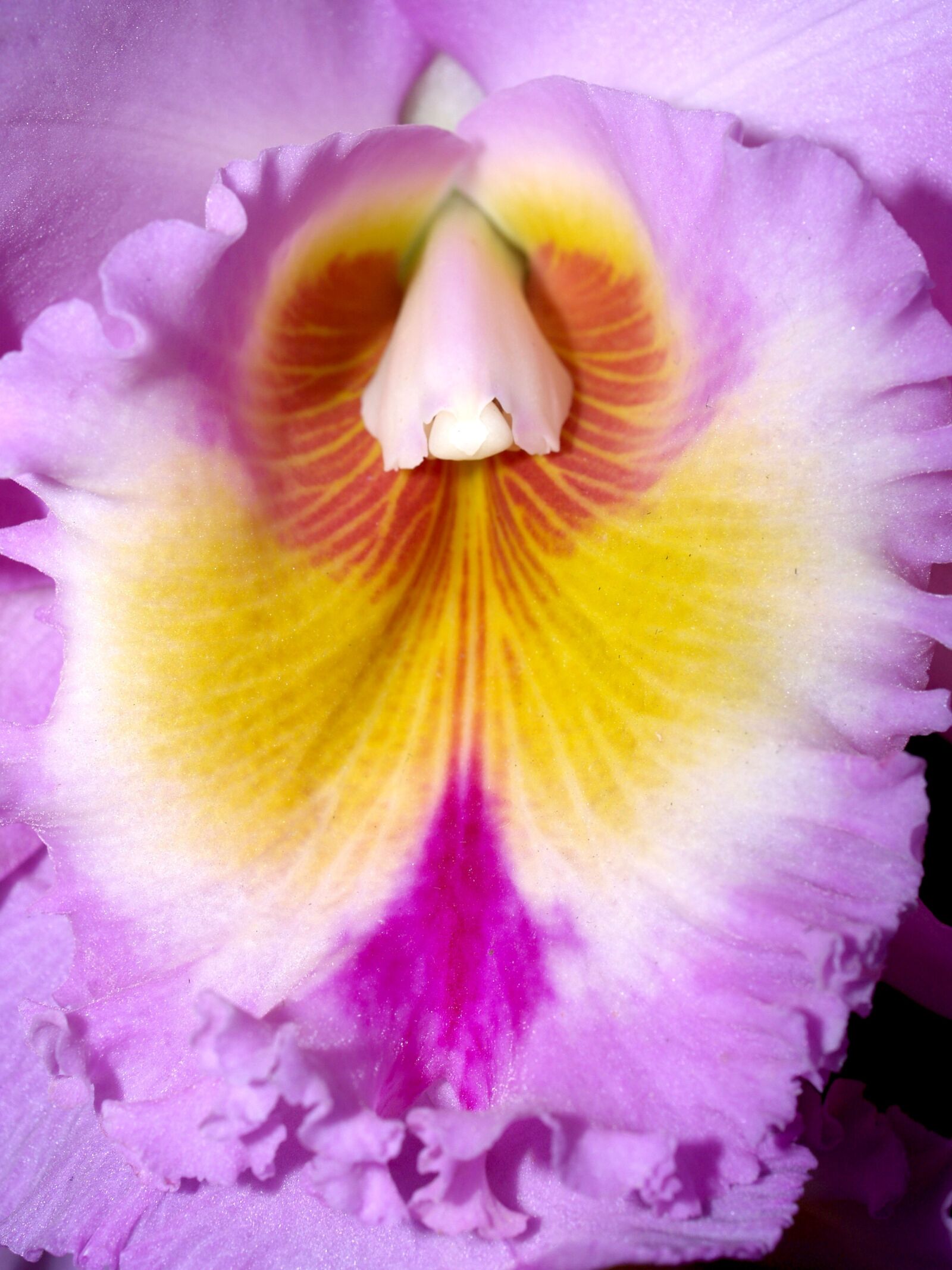 Olympus E-300 (EVOLT E-300) sample photo. Orchid, flower, bright photography