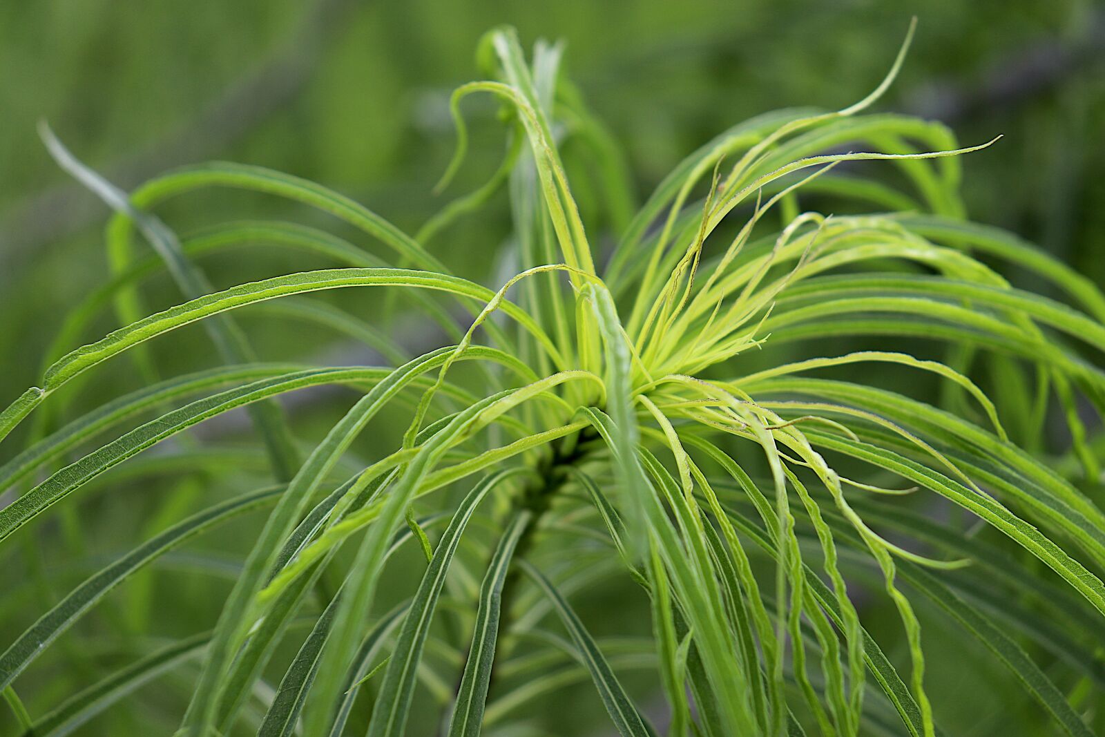 Canon EOS 800D (EOS Rebel T7i / EOS Kiss X9i) + Canon EF-S 18-55mm F4-5.6 IS STM sample photo. Plants, foliage, decorative photography