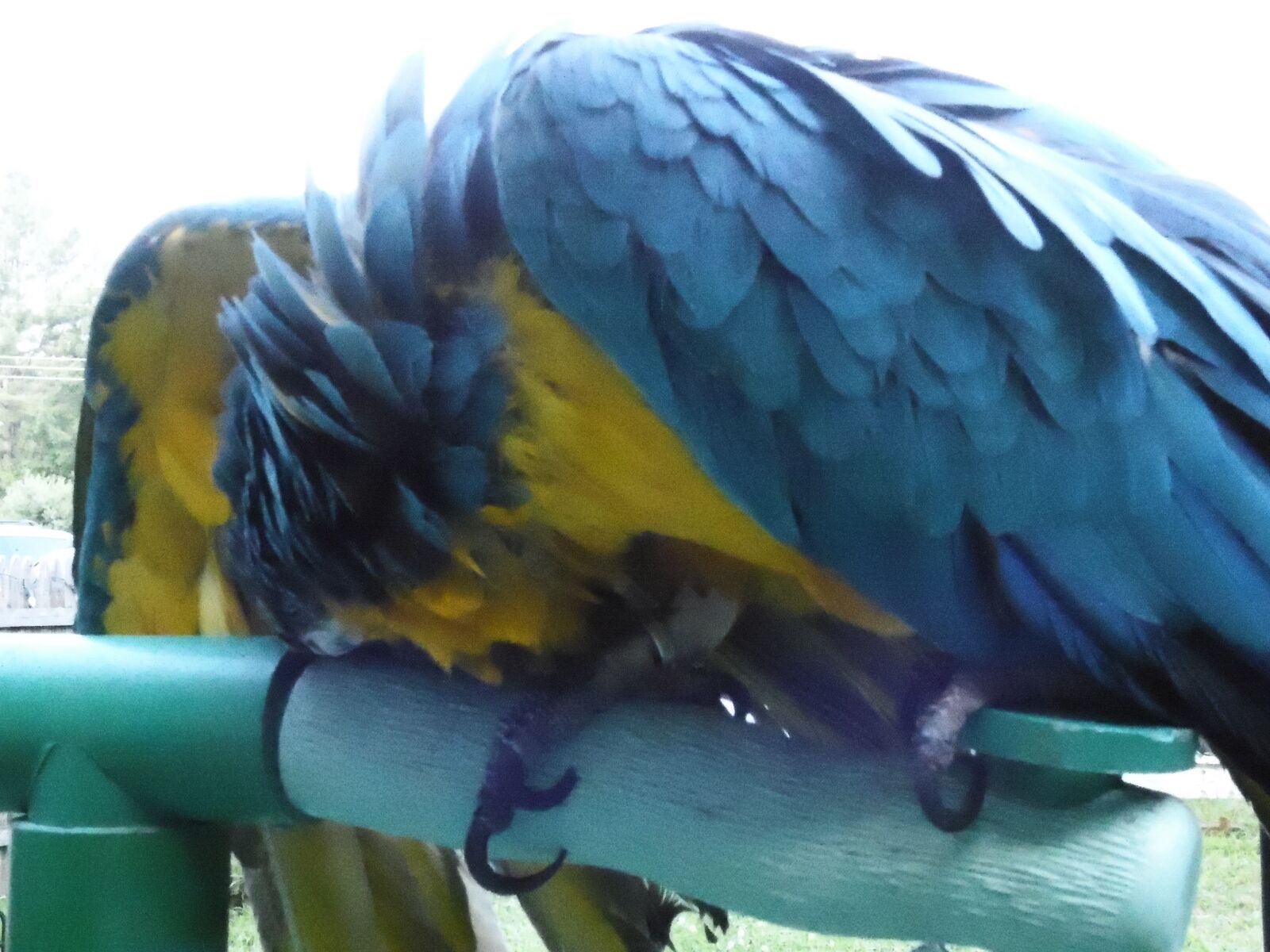 Samsung WB2200F sample photo