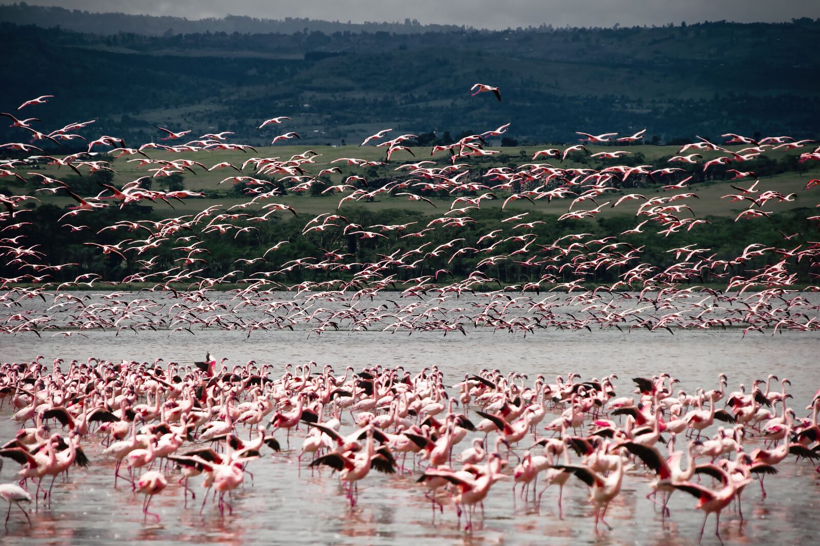 Nikon D3S sample photo. Bird, flamingo, animal photography