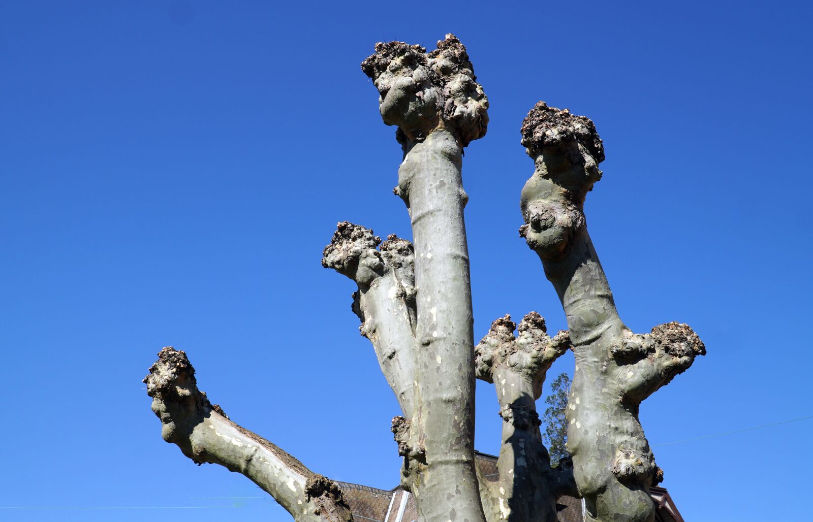 Sony E PZ 18-105mm F4 G OSS sample photo. Tree, sycamore, branch photography