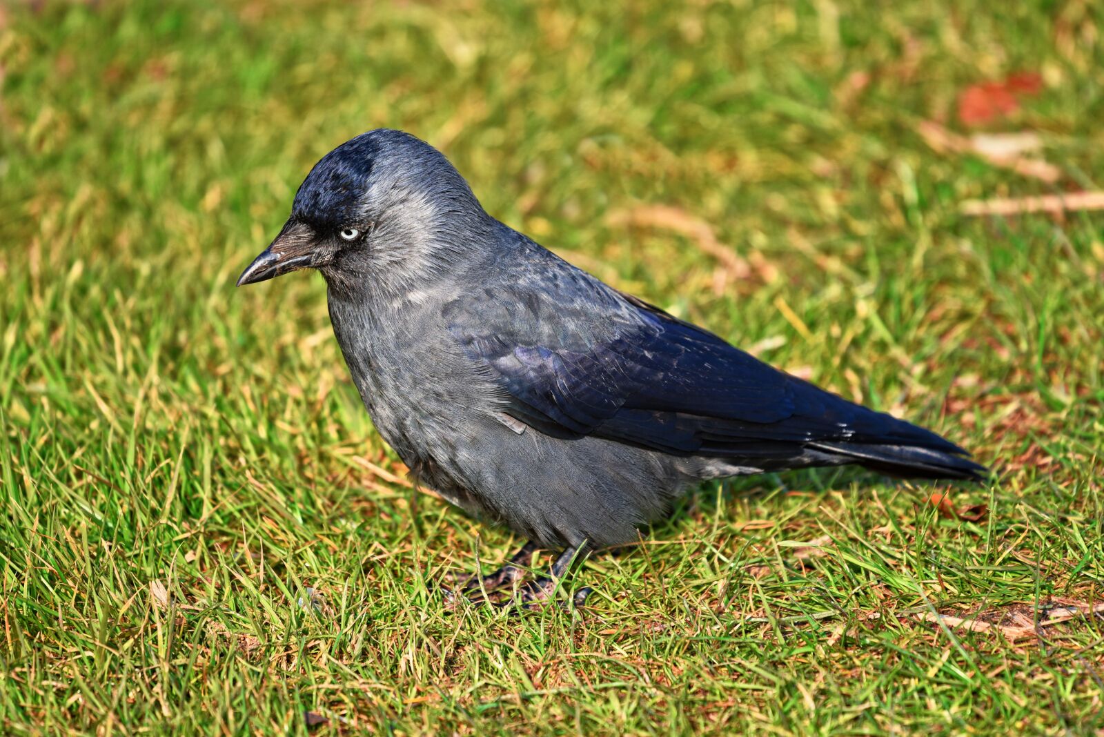 Nikon D750 sample photo. Jackdaw, bird, animal photography