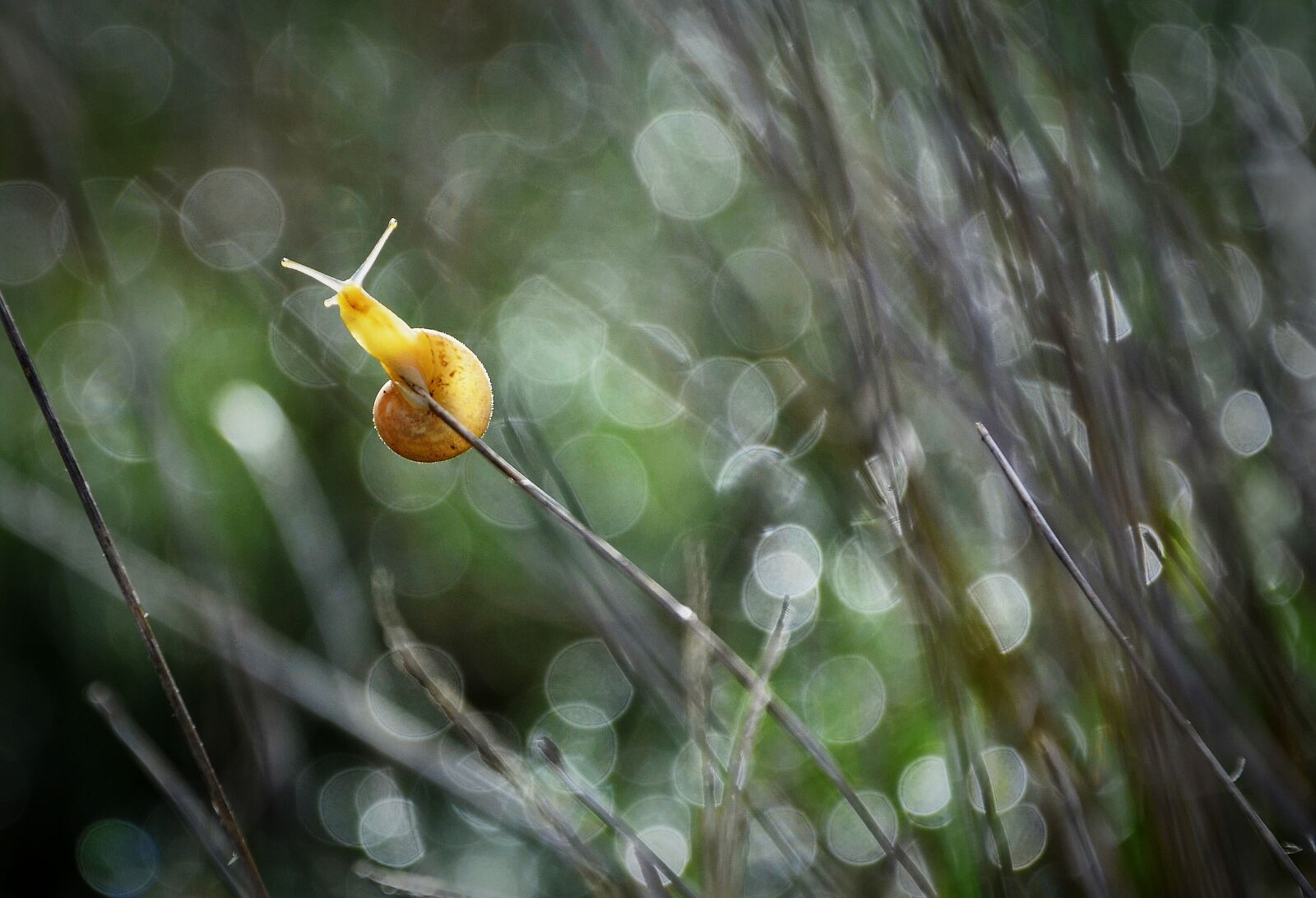 Nikon D7000 sample photo. Snail, naturale, natural photography