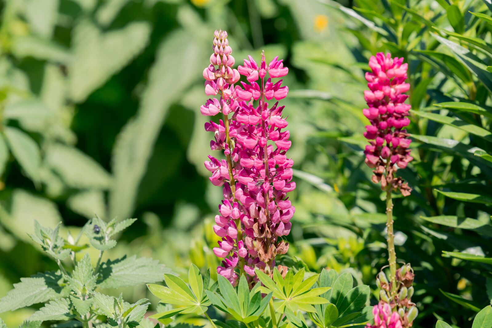 Nikon D7200 sample photo. Flowers, garden, spring photography