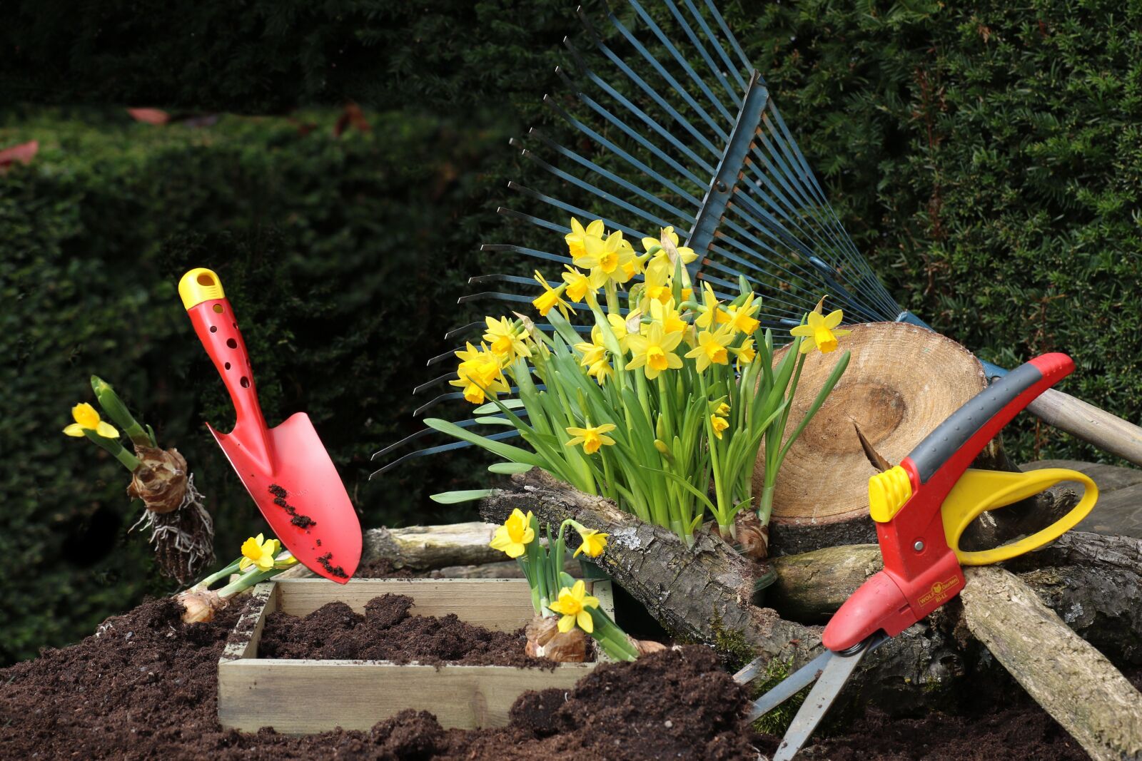 Canon EOS 7D Mark II sample photo. Garden, still life, flower photography