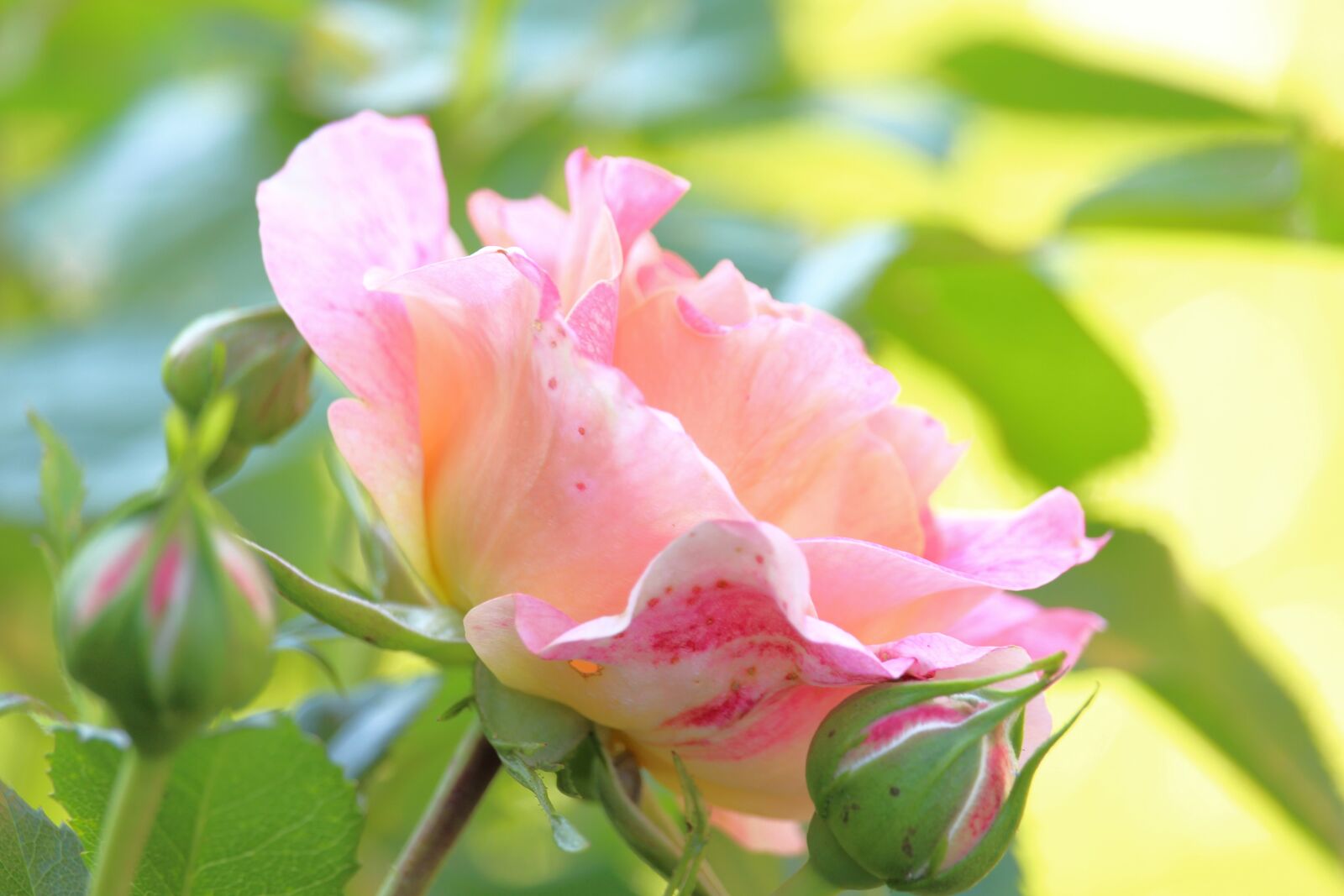 Canon EF-S 55-250mm F4-5.6 IS STM sample photo. Rose, blossom, bloom photography
