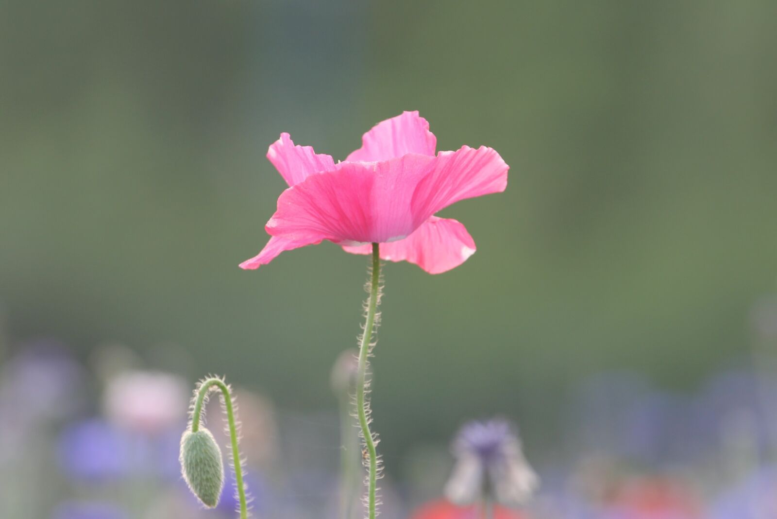 Canon EOS 60D sample photo. Poppy, flowers, plants photography
