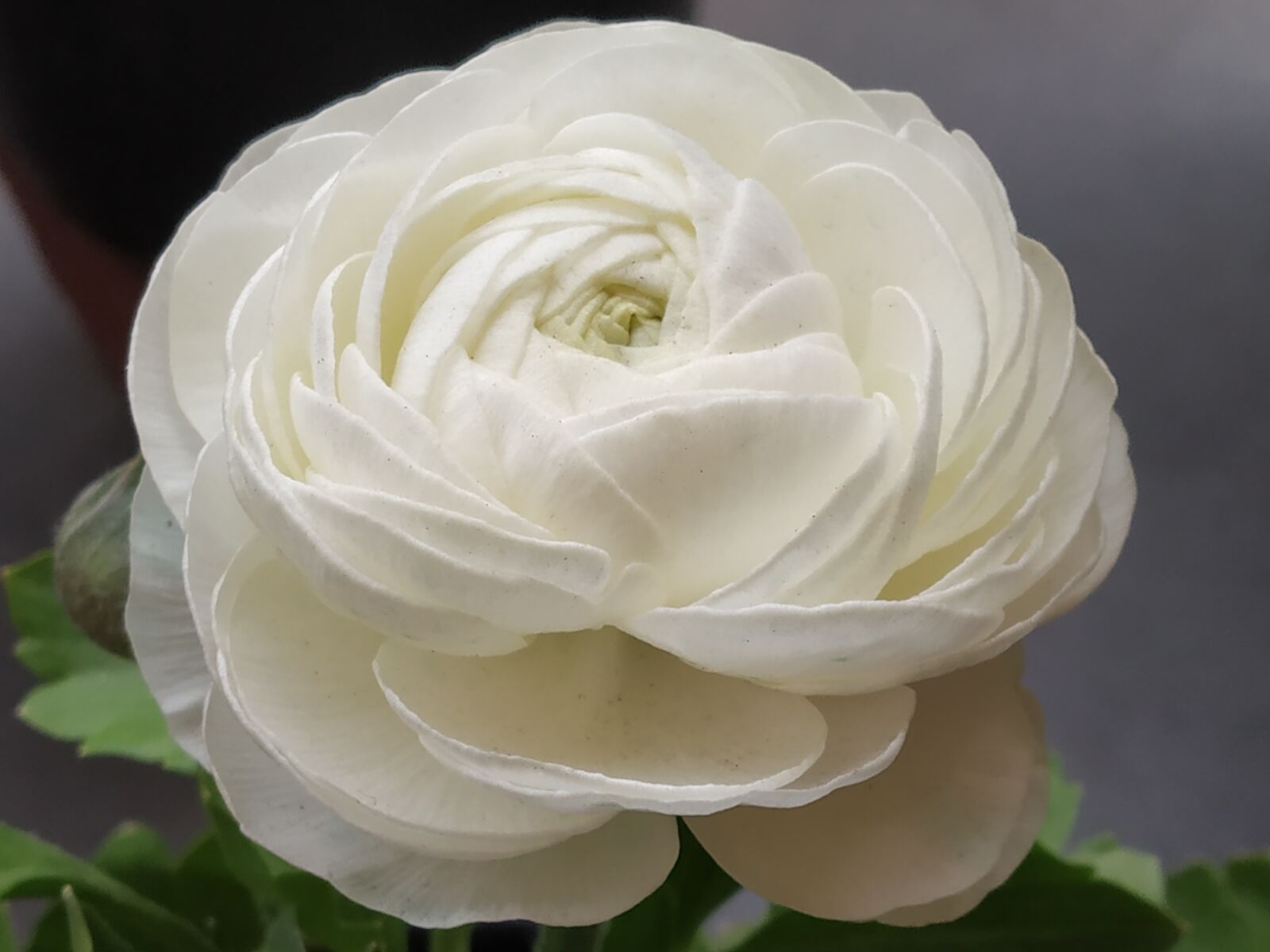Xiaomi Redmi Note 5 Pro sample photo. White, flower, flora photography