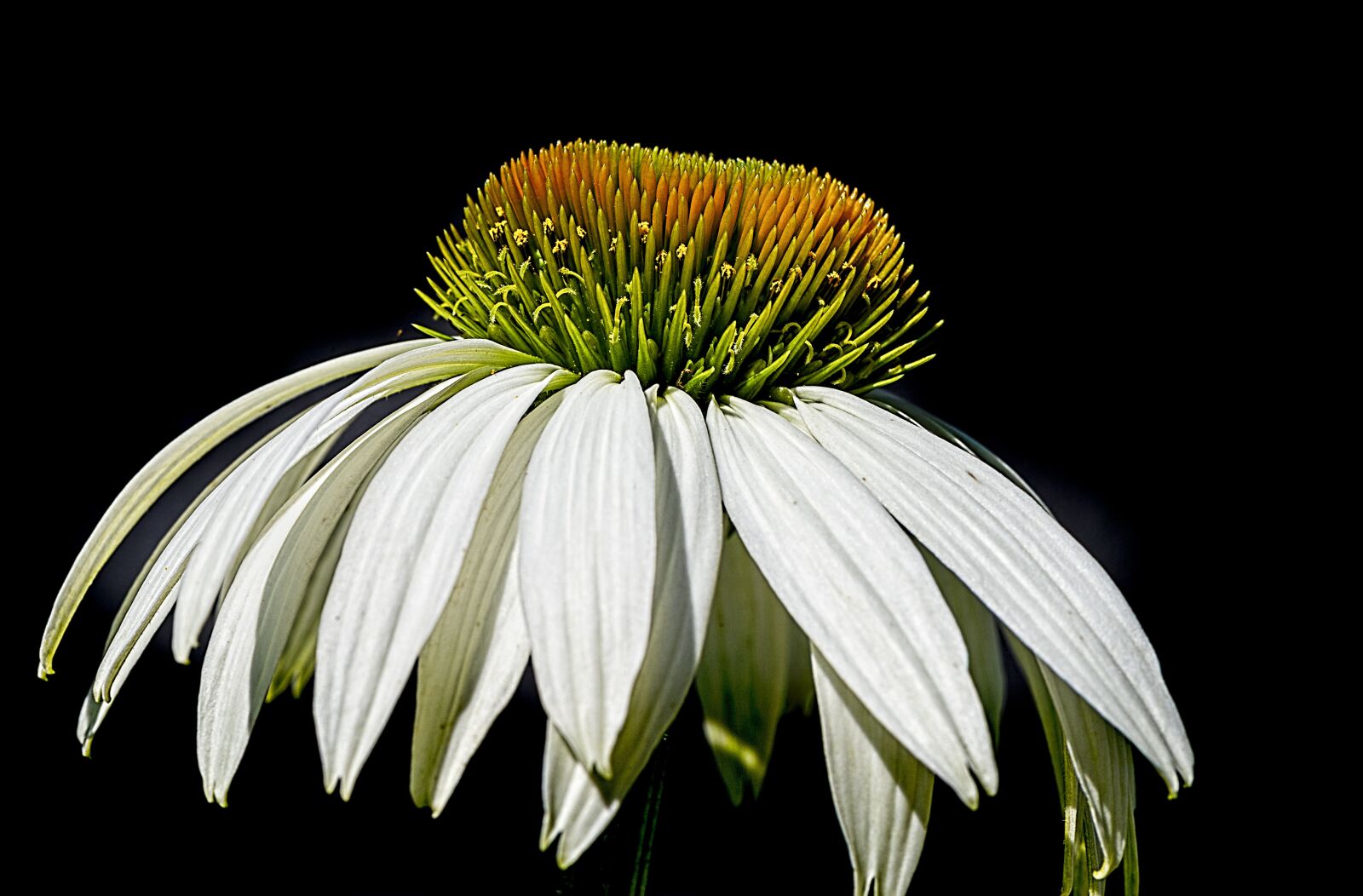Nikon D610 sample photo. Daisy, flower, plant photography