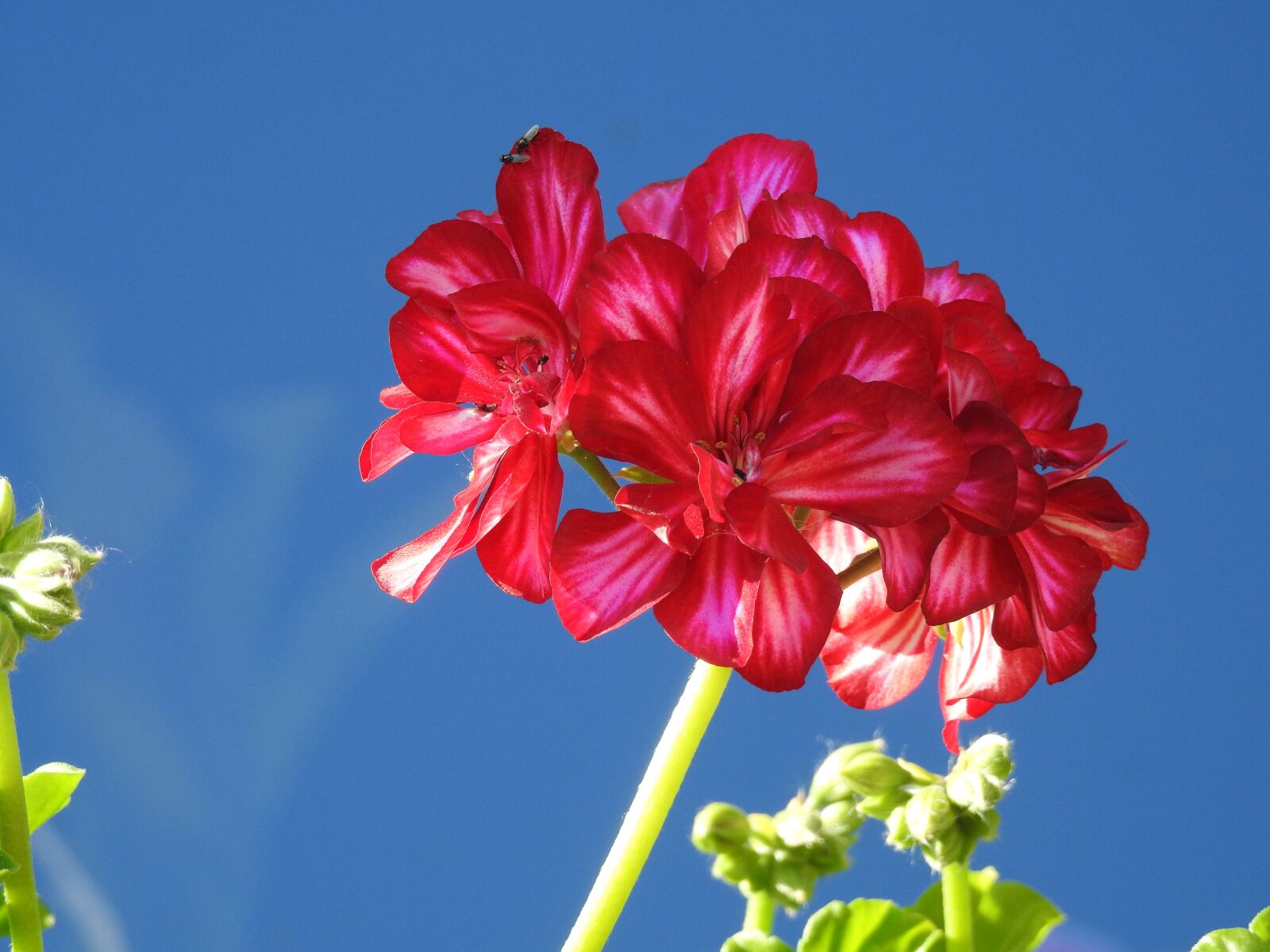 Nikon Coolpix P900 sample photo. Geranium, flower, full bloom photography