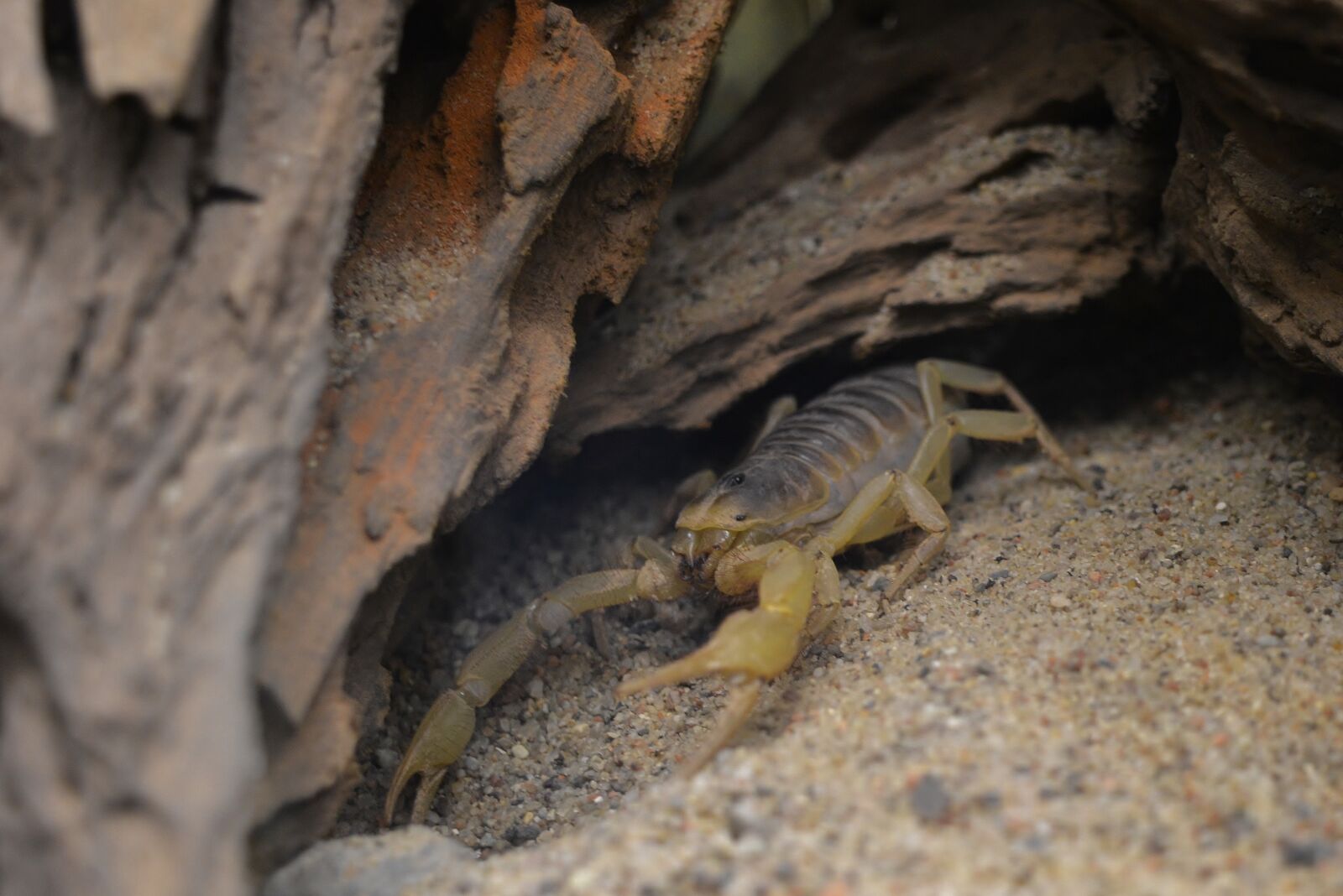 Nikon D5200 sample photo. Scorpio, desert, arthropod photography