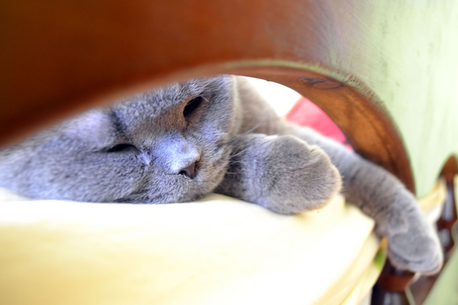 Nikon D3100 sample photo. Cat, vacation, bed photography