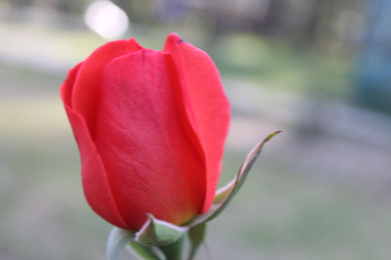 Canon EOS 1300D (EOS Rebel T6 / EOS Kiss X80) sample photo