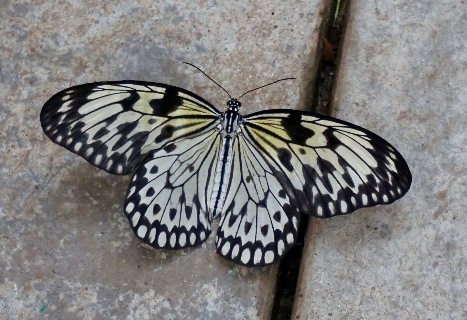 Sony Alpha a5000 (ILCE 5000) sample photo. Butterfly, insect, wing photography