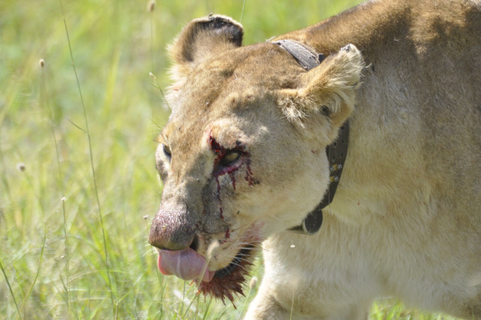 Nikon D90 sample photo. Lion, africa, lioness photography