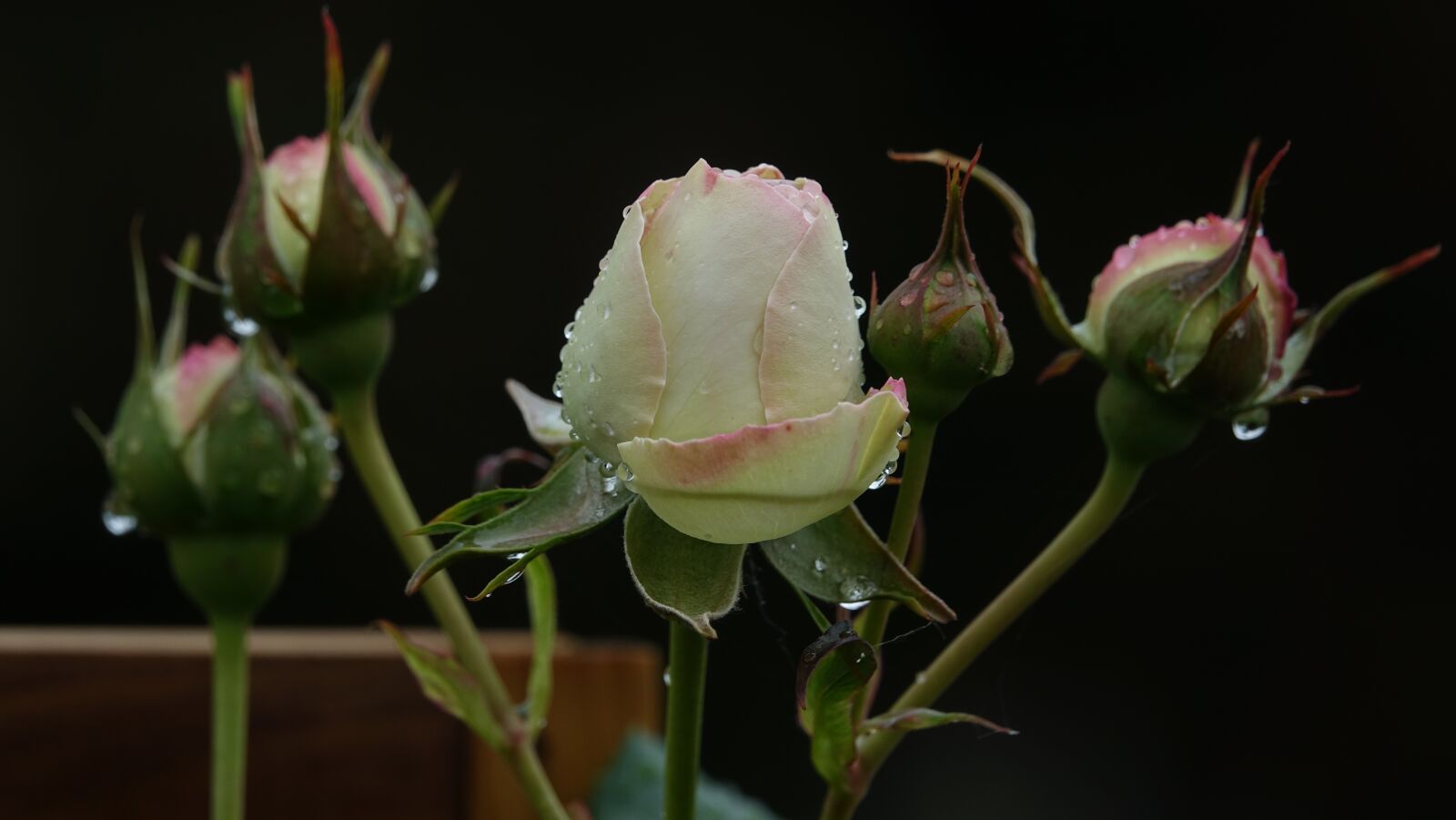 Sony Cyber-shot DSC-RX10 III sample photo. Pink, hatching photography