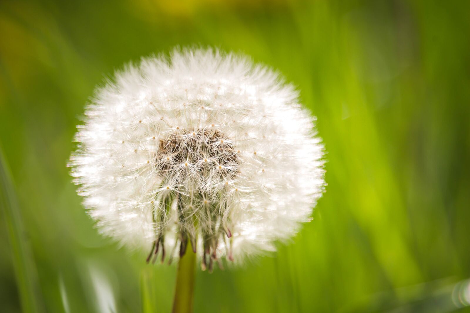 Canon EOS 100D (EOS Rebel SL1 / EOS Kiss X7) sample photo. Common dandelion, dandelion, taraxacum photography