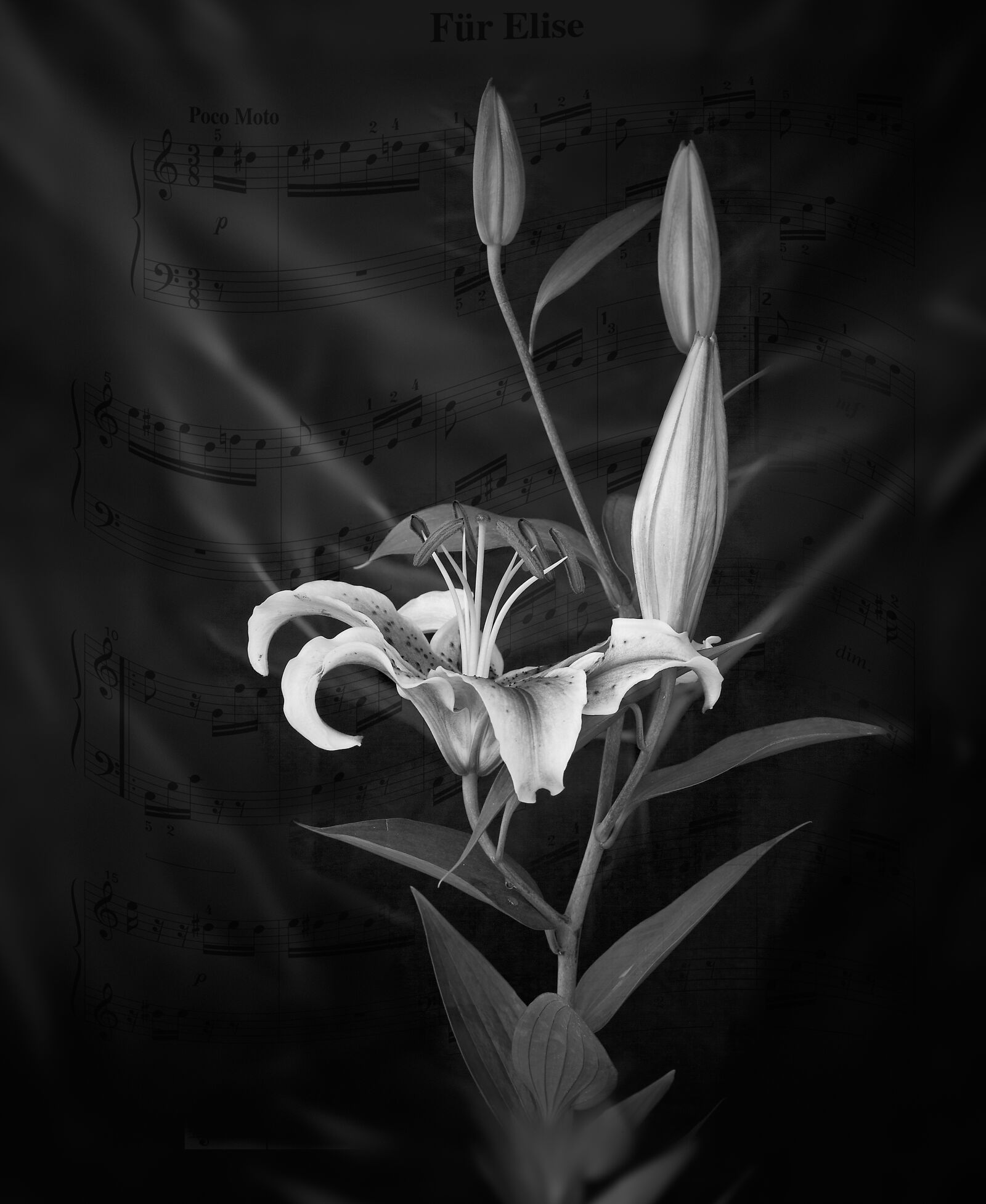 Canon EOS 5D Mark II sample photo. Flower, b w, black photography