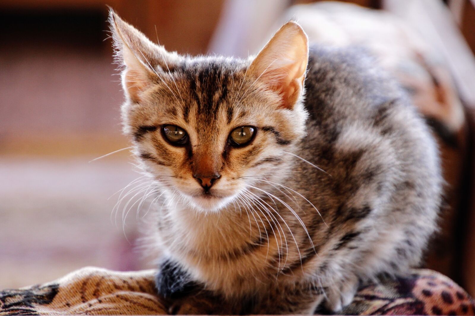 Canon EOS 60D sample photo. Cat, kitten, cute photography