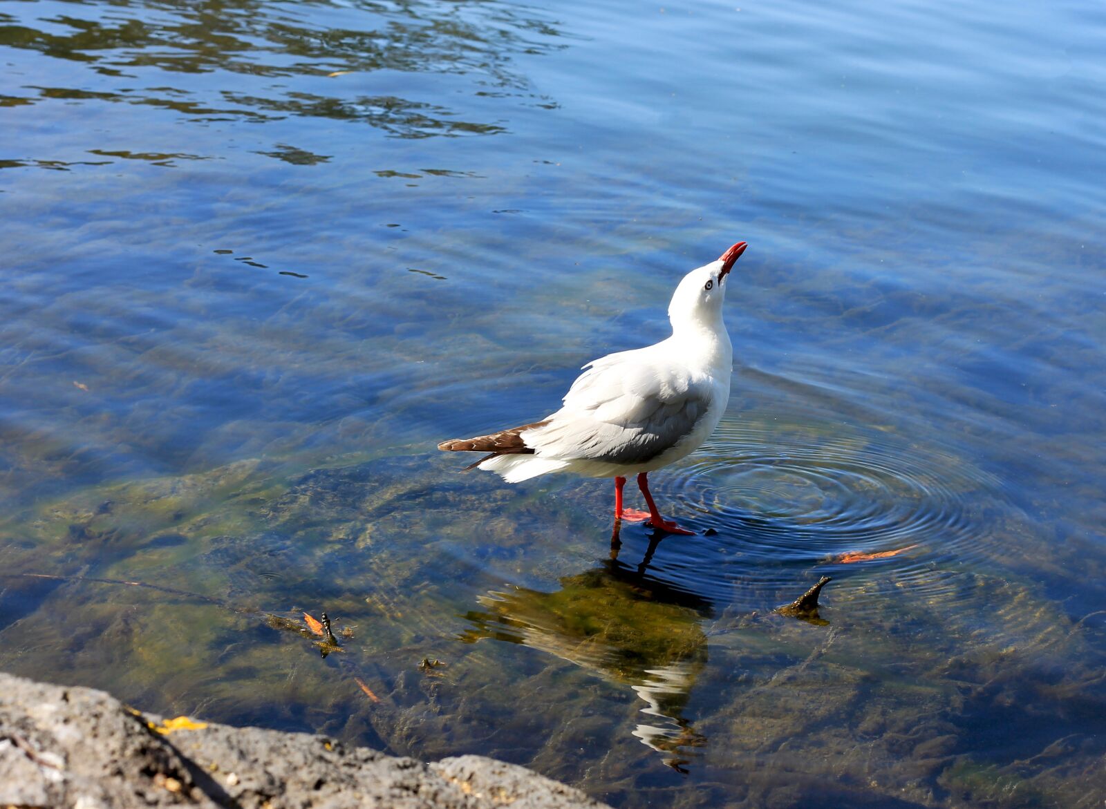 Canon EOS 1100D (EOS Rebel T3 / EOS Kiss X50) + Canon EF 50mm F1.8 II sample photo. Water, seagull, scenic photography