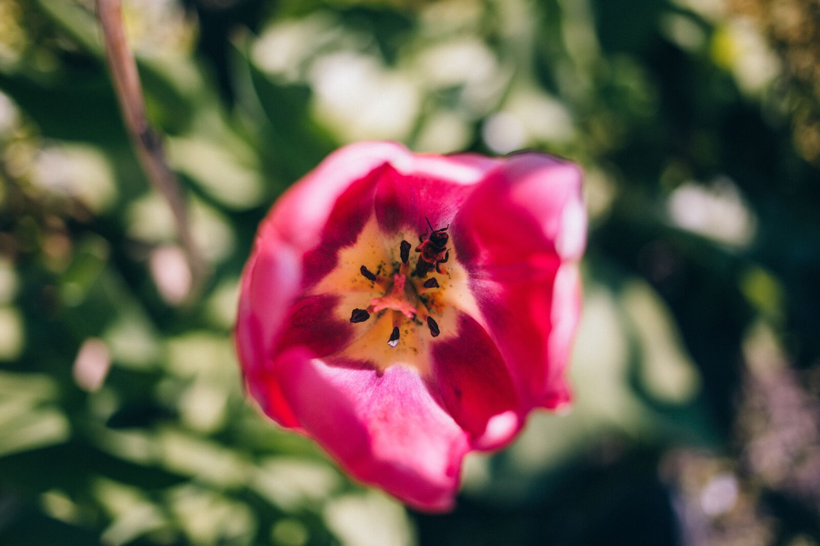 Canon EOS 6D + Canon EF 40mm F2.8 STM sample photo. Pink, petals, bloom photography