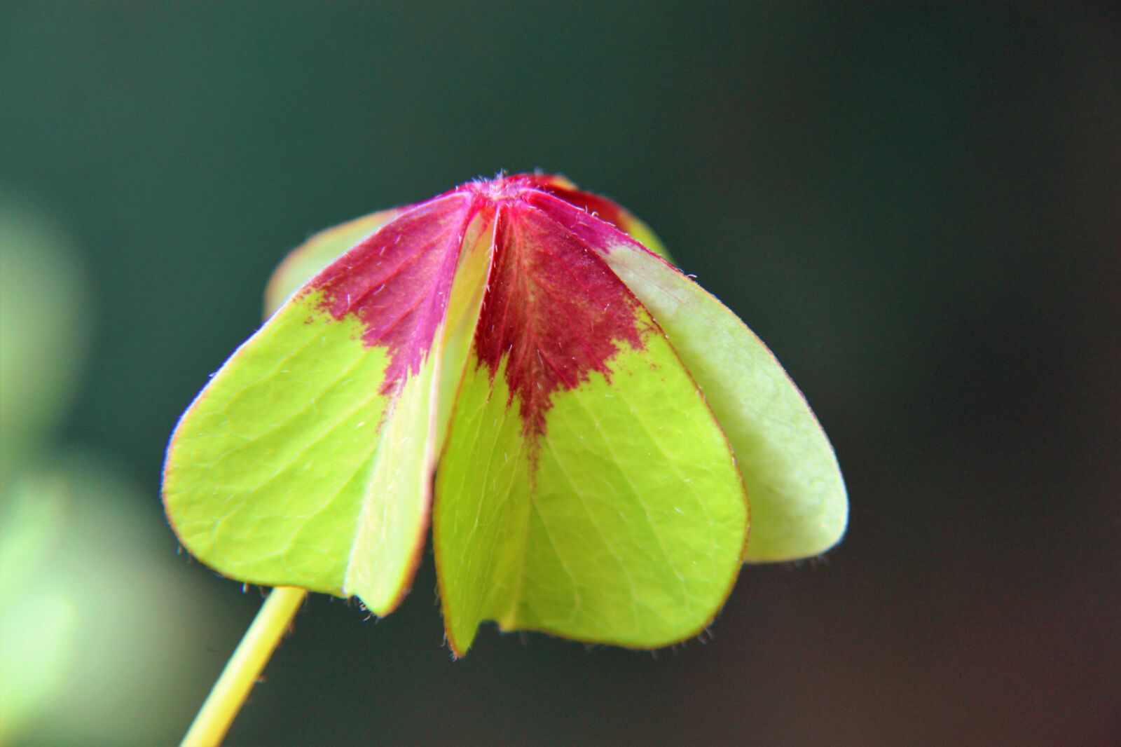 Canon EOS 1200D (EOS Rebel T5 / EOS Kiss X70 / EOS Hi) sample photo. Klee, four leaf clover photography